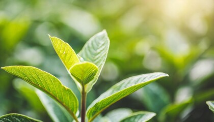 Wall Mural - background of nature green leaf in garden at summer using as spring background cover page environment ecology or greenery wallpaper