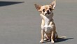 A Chihuahua Sitting On Its Hind Legs Begging For Upscaled 2