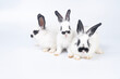 © kaew6566 - Adorable furry baby bunny rabbits sitting and lying together playful over isolated white background. Three lovely cuddle family rabbits sitting playful together on white. Easter animal family concept.