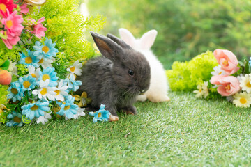 Wall Mural - Two adorable fluffy baby bunny rabbit sitting playful together on green grass flowers over bokeh nature background. Furry cute new born family rabbit furry bunny playful outdoor. Easter animal concept