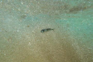 Wall Mural - A tiny fish swimming in shallow waters, sunny, France, ocean. High quality photo