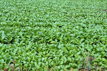 rows of organic vegetable