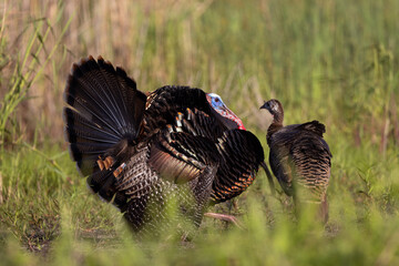 Wall Mural - wild turkey (meleagris sp.)