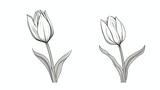 Fototapeta Tulipany - Hand drawn of side view black and white open tulip