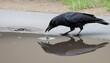 A Crow With Its Beak Dipping Into A Puddle Drinki Upscaled 3