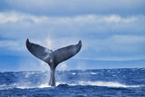 Fototapeta Tęcza - Massive humpback whale tail seen during a whale watch near Lahaina on Maui.