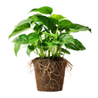 A potted houseplant with a healthy root system isolated on transparent background. Modern Indoor plant with visible roots in soil 