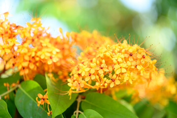 Yellow Ashoka tree flower blooming in ornamental garden