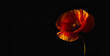 beautiful red poppy isolated on a black background.