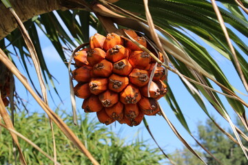 Adan - Pandanus tectorius fruit on a branch