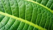 green textured leaf of the plant. natural eco background