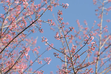 Wall Mural - Phaya suae flower or sakura flower in Thailand