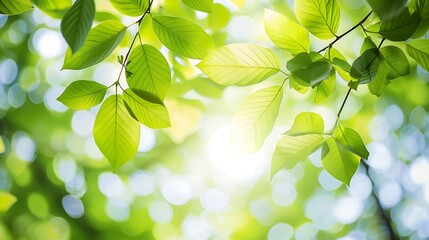 Aufkleber - Blurred greenery leaves of tree forest : Generative AI