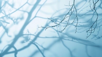 Poster - Minimalistic abstract gentle light blue background for product presentation with light and intricate shadow from tree branches on wall : Generative AI