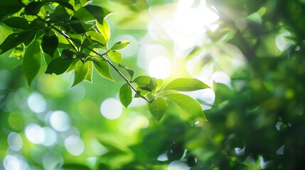 Poster - Green blurred background and sunlight : Generative AI