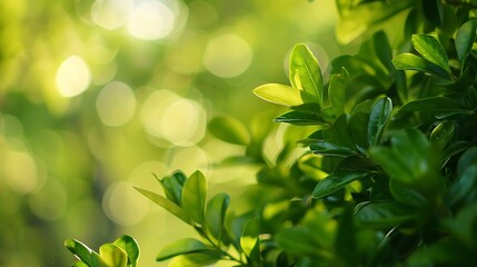 Leinwandbilder - green blurred background of green leaves in the day time : Generative AI