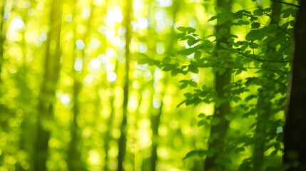 Leinwandbilder - Natural green bright blur background of sunny summer forest : Generative AI