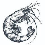 Fototapeta Dinusie - Shrimp vintage woodcut drawing vector