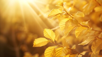 Poster - Beautiful blurred autumn background with yellowgold leaves in the rays of sunlight on a dark natural background : Generative AI