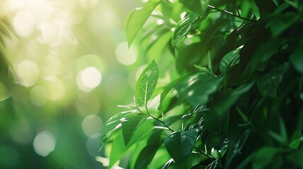 Poster - Green blurred background and sunlight : Generative AI