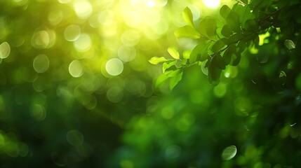 Poster - Green bokeh out of focus background from nature forest : Generative AI