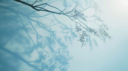 Poster - Minimalistic abstract gentle light blue background for product presentation with light and intricate shadow from tree branches on wall : Generative AI