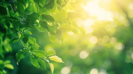 Aufkleber - Blur nature green park with bokeh sun light abstract background Copy space of travel adventure and environment concept Vintage tone filter color style : Generative AI