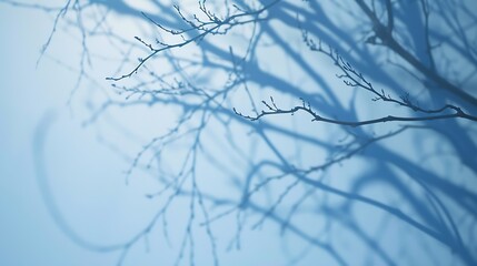 Poster - Minimalistic abstract gentle light blue background for product presentation with light and intricate shadow from tree branches on wall : Generative AI