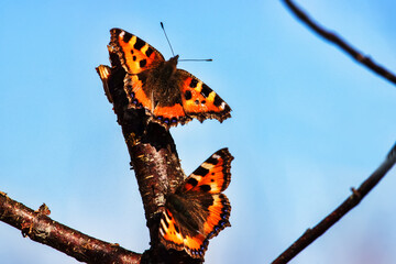 Wall Mural - Two Lesser tortoiseshell (Vanessa urticae) arranged mating dance at the birch syrup feeding site