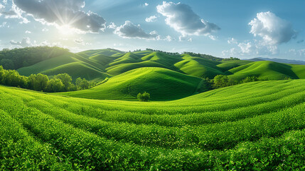 Wall Mural - Wide wallpaper background image of long empty grass mountain valley landscape with beautiful greenish grass field and blue sky with white clouds   
