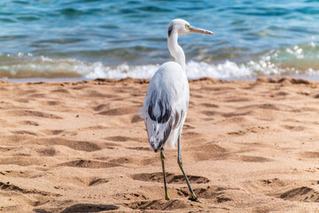 Wall Mural - White Western Reef Heron (Egretta gularis) at Sharm el-Sheikh beach, Sinai, Egypt