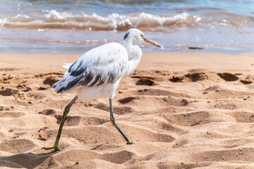 Canvas Print - White Western Reef Heron (Egretta gularis) at Sharm el-Sheikh beach, Sinai, Egypt