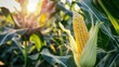 Fresh corn on the cob in warm morning sunlight, ripe organic corn symbolizing healthy eating and sustainable agriculture. Close-up view captures natures bounty with copy space for creative designs.