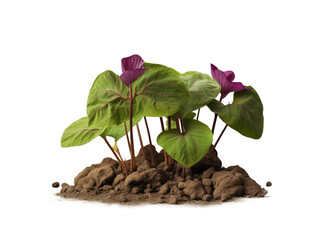 small green plant with broad leaves and purple flowers sprouting from a mound of soil.