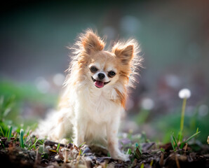 Sticker - chihuahua in nature