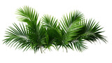 Tropical lush green leaf of palm tree transparent png 