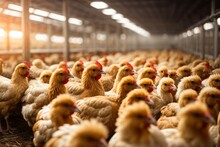 Premium Farm Chickens On Poultry Industry Farm