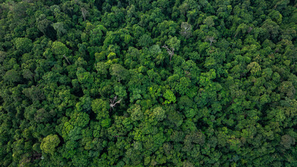 Wall Mural - aerial view of dark green forest Abundant natural ecosystems of rainforest. Concept of nature forest preservation and reforestation	
