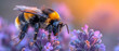 Macro shot of bumblebee on lavender flower