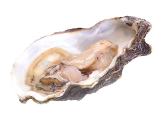 Sticker - Oysters on a white background with lemon isolated