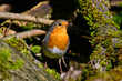 European robin // Rotkehlchen (Erithacus rubecula)