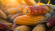 close-up of freshly harvested corn cobs piled together