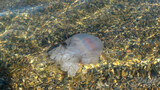 Fototapeta Tulipany - Rhizostoma pulmo barrel jellyfish in the water of Black sea