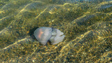 Fototapeta Tulipany - Rhizostoma pulmo barrel jellyfish in the water of Black sea