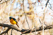 redstart sitting on a tree branch in the mountains in early spring