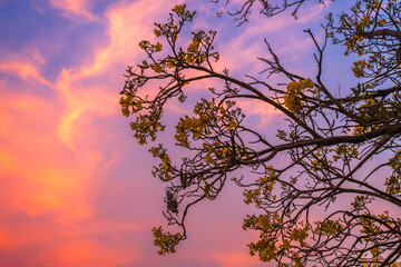 Wall Mural - Wooden branches blooming Yellow Golden trumpet tree or Tabebuia are blooming with the park in spring day in the garden and sunset blue sky cloud background in Thailand.