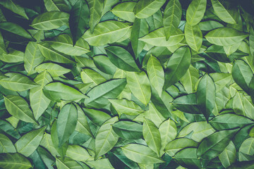 vintage style green fresh. Rain drops on fresh green leaves.Green background with leaves.