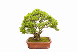 Fototapeta Tęcza - boxwood tree bonsai