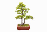 Fototapeta  - bonsai tree of elm