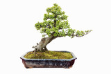 Fototapeta  - elm bonsai isolated